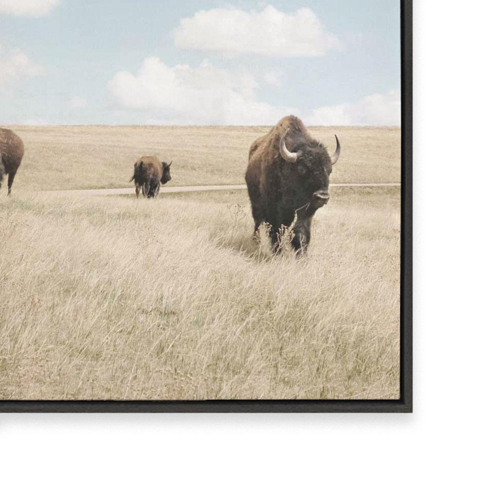 Buffalo Dreams
