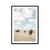 Buffalo Dreams