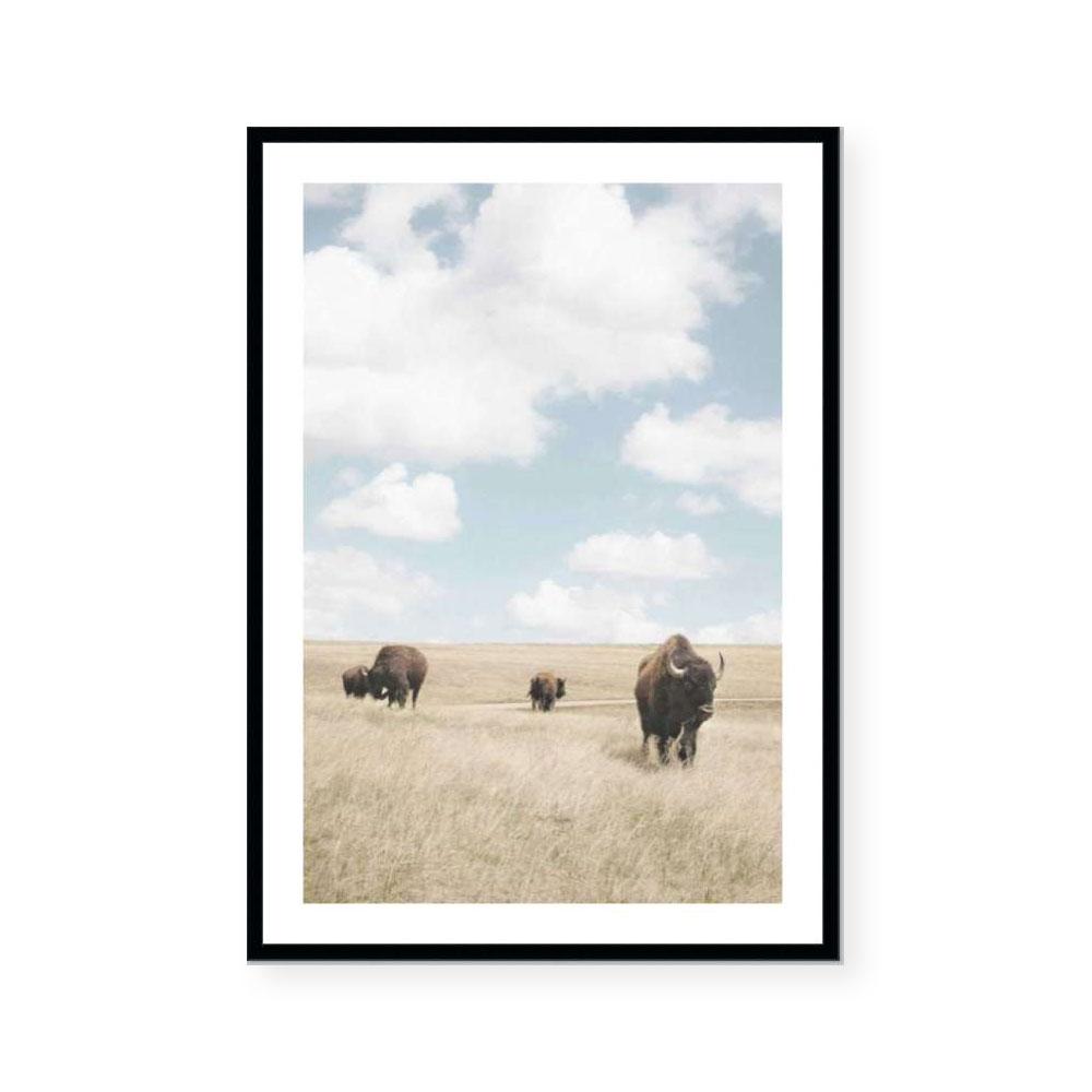 Buffalo Dreams