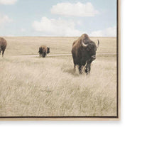 Buffalo Dreams
