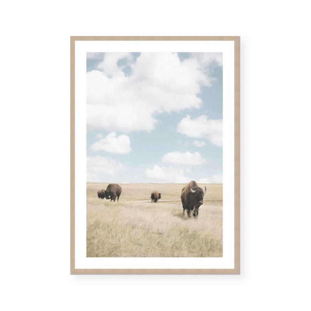 Buffalo Dreams