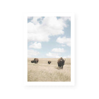 Buffalo Dreams