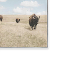 Buffalo Dreams