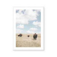 Buffalo Dreams