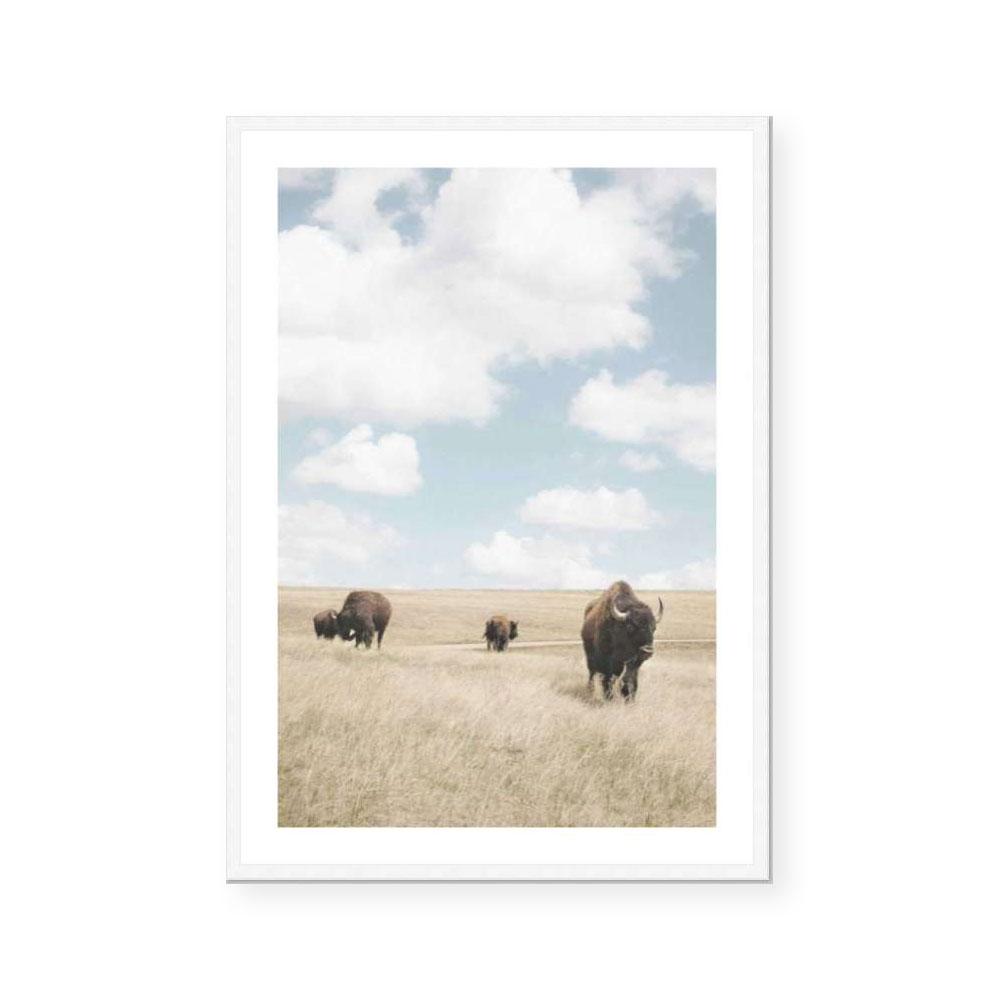 Buffalo Dreams