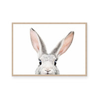 Bunny