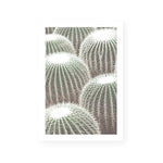 Cactus Detail II