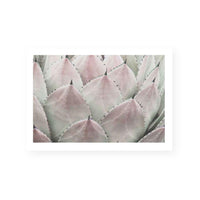 Cactus Blush