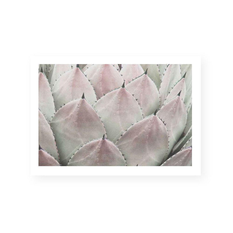 Cactus Blush