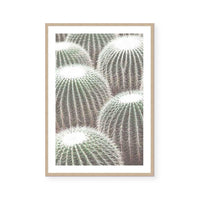 Cactus Detail II