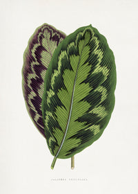 Calathea