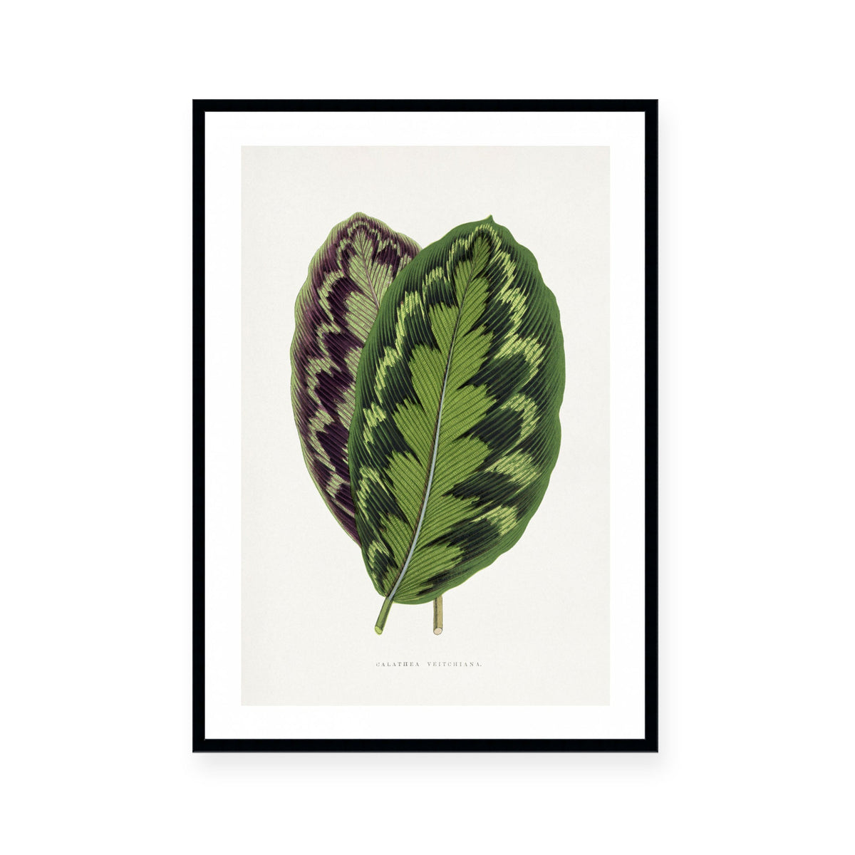 Calathea