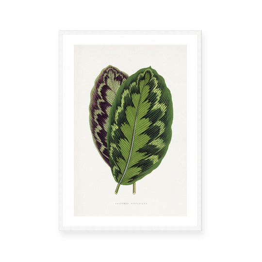 Calathea