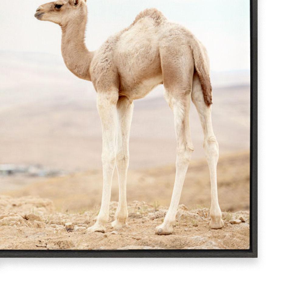 Caramel Camel III