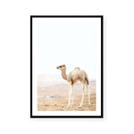 Caramel Camel III