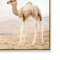 Caramel Camel III