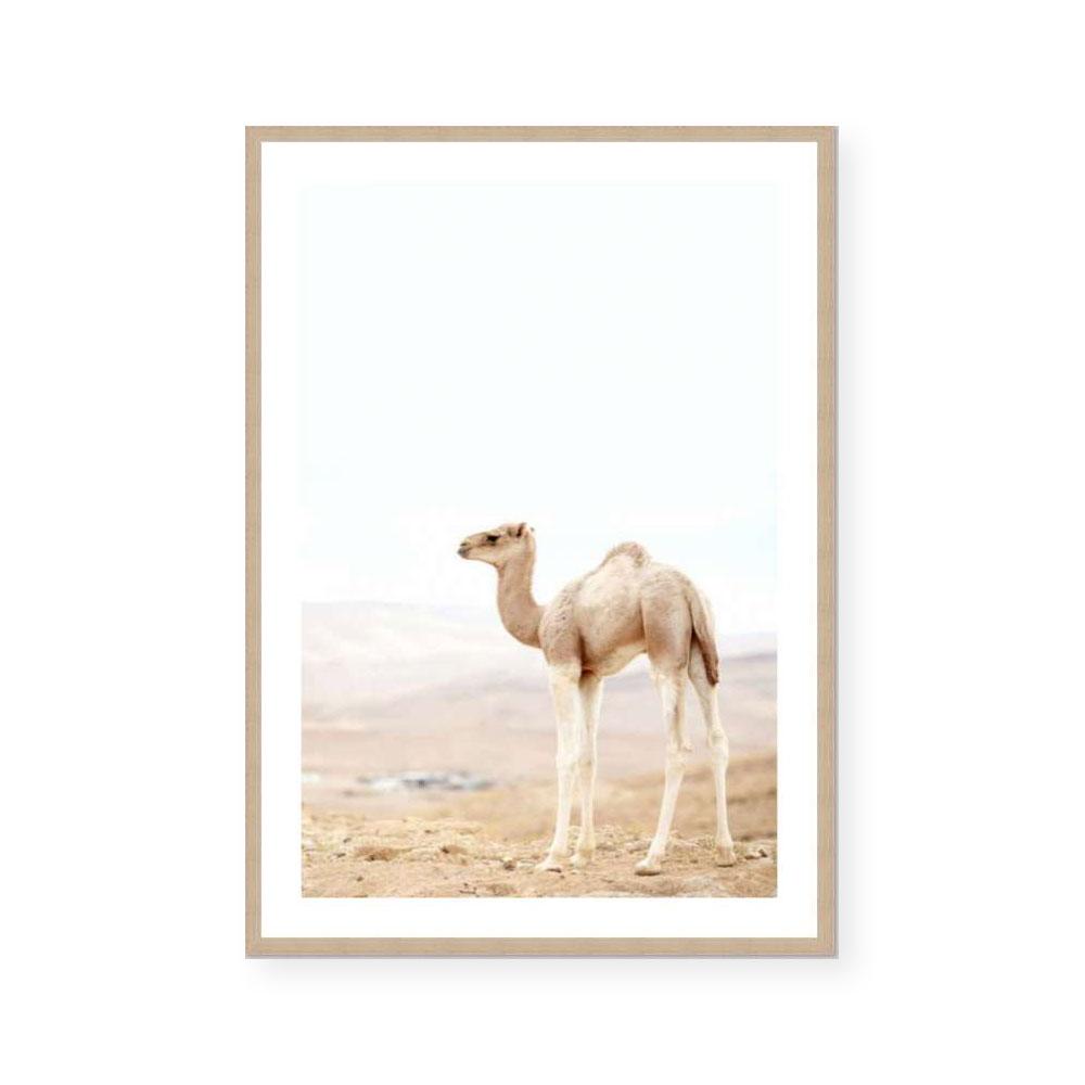Caramel Camel III