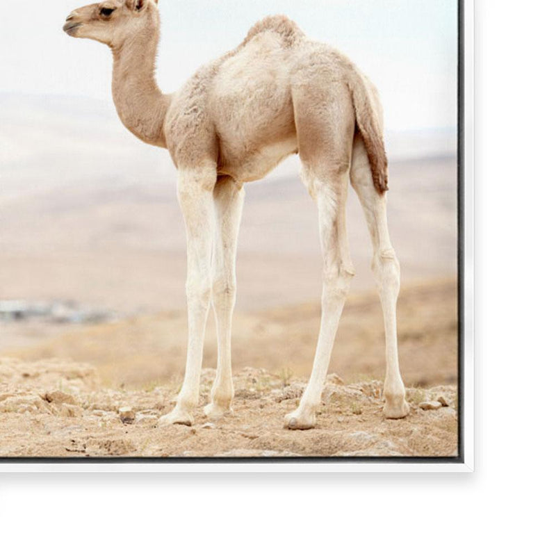 Caramel Camel III