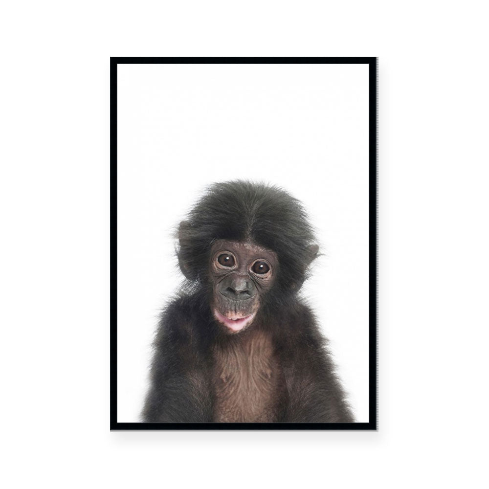 Chimp