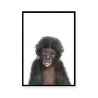 Chimp