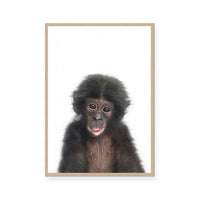 Chimp