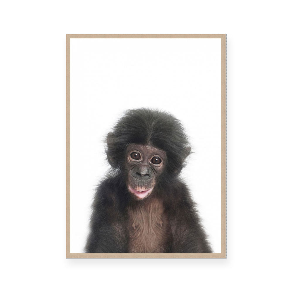 Chimp