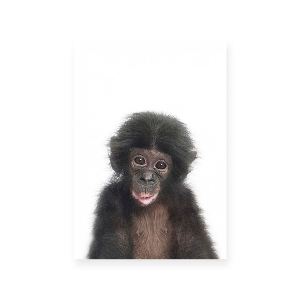 Chimp
