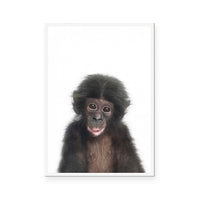 Chimp