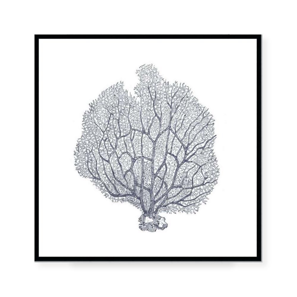 Coral III