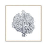 Coral III