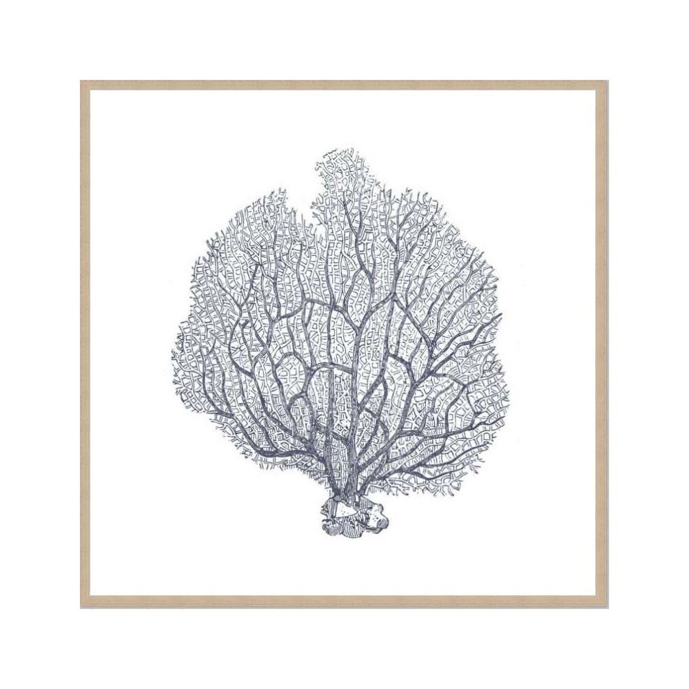 Coral III