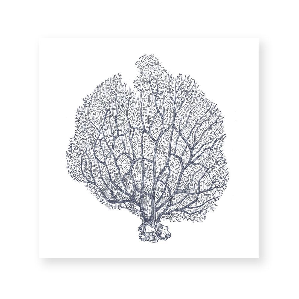 Coral III