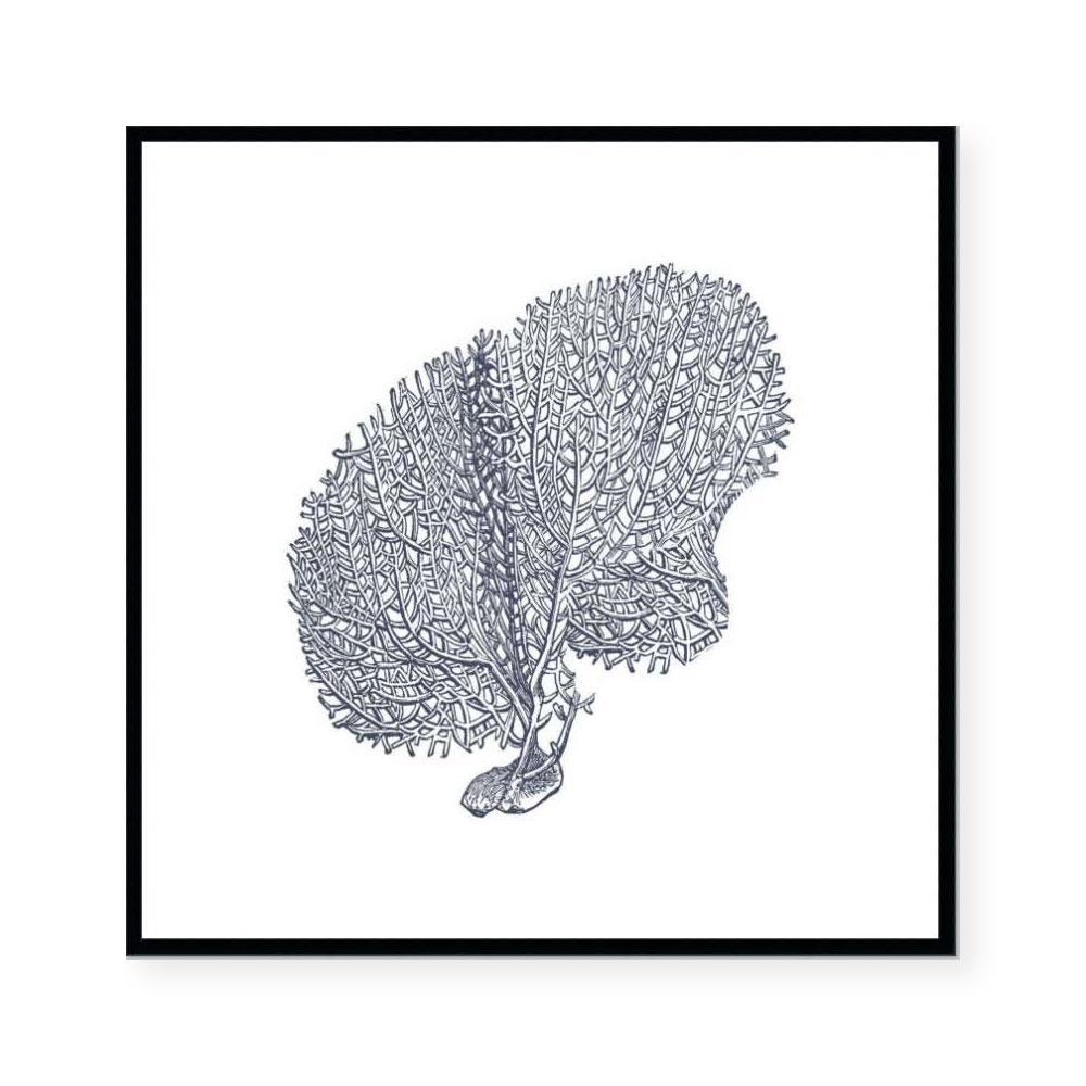 Coral II