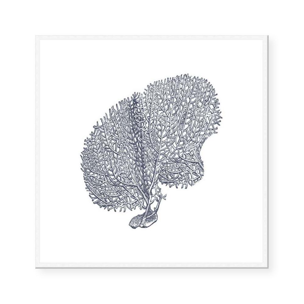 Coral II