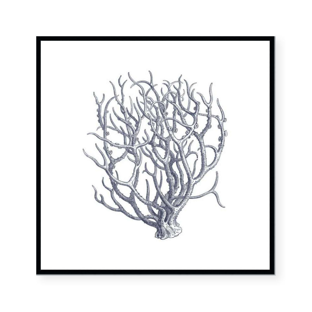 Coral I
