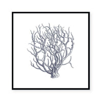 Coral I
