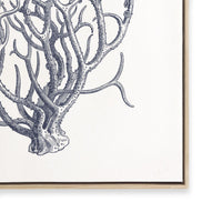 Coral I