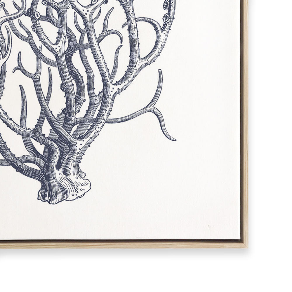 Coral I