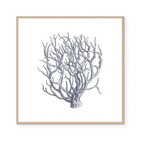 Coral I