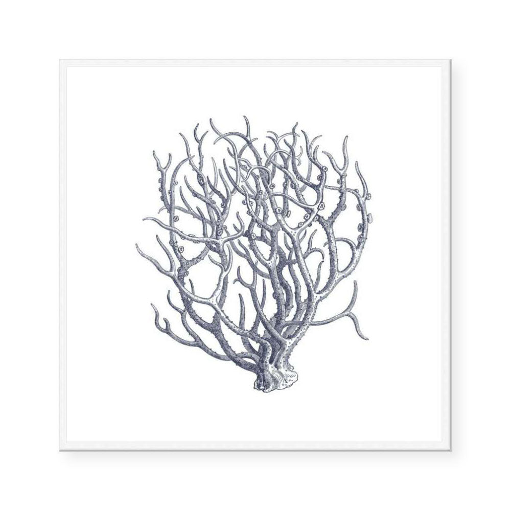 Coral I