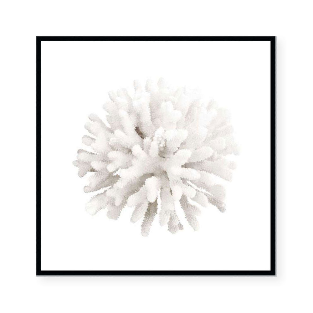 Crystal Coral I