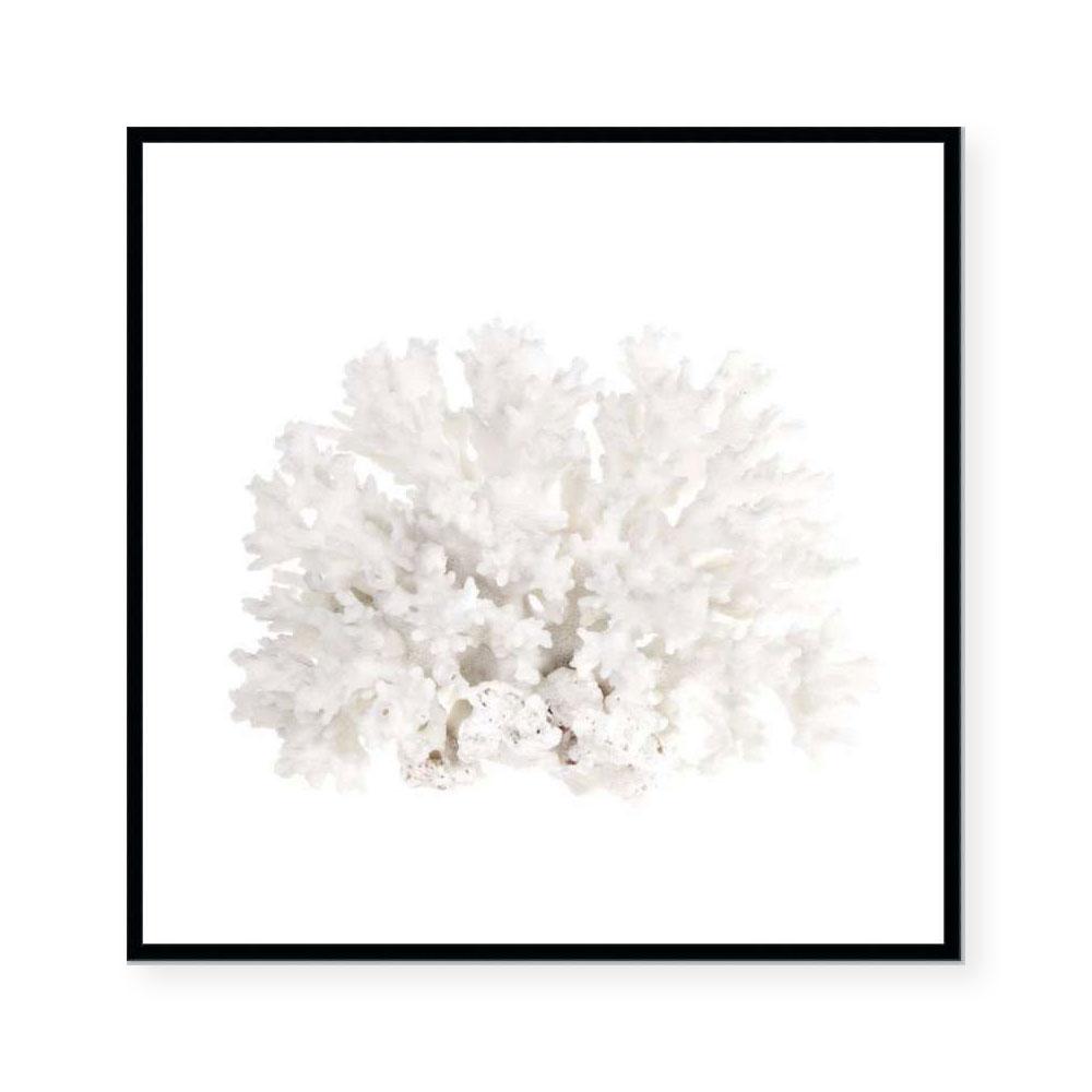 Crystal Coral II