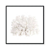 Crystal Coral III