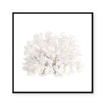 Crystal Coral III