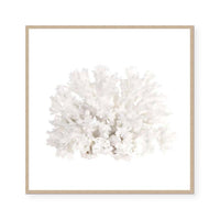 Crystal Coral III