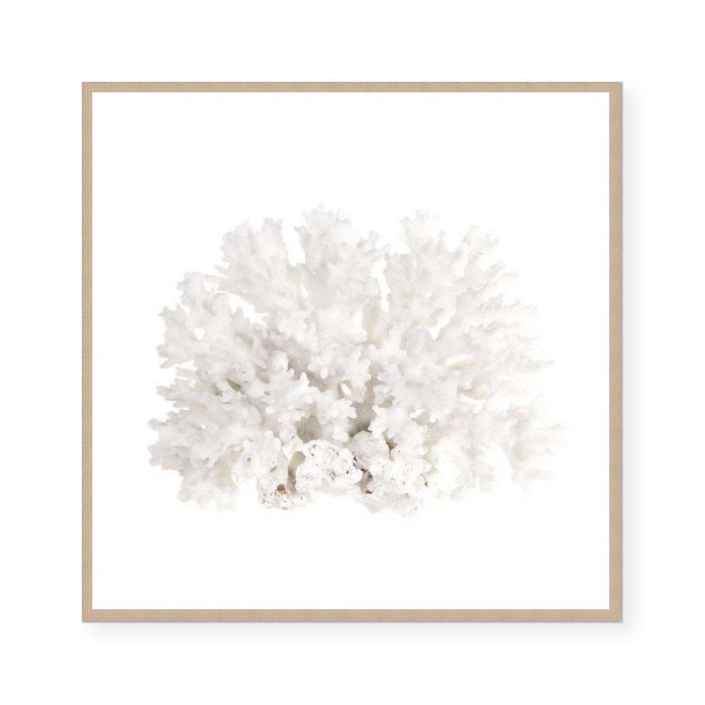 Crystal Coral III
