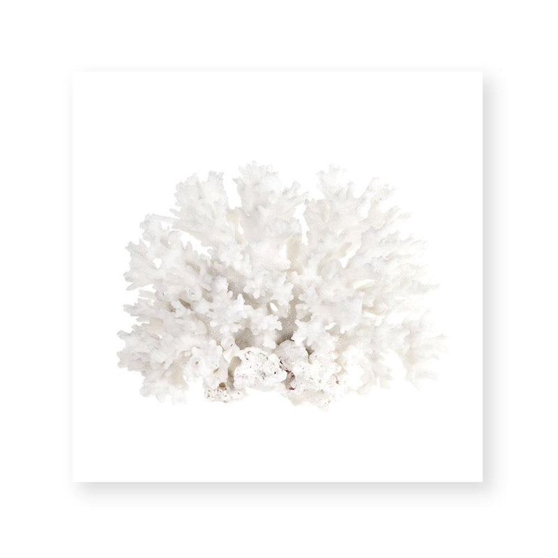 Crystal Coral III