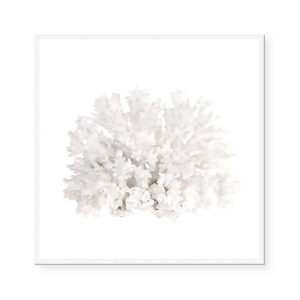 Crystal Coral III