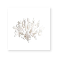 Crystal Coral II
