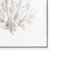 Crystal Coral II